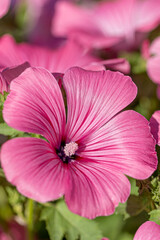 Macro photography capturing the vibrant pink petals and delicate stamen of an annual mallow...