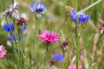 The cornflowers (Centaurea) blooming in a garden