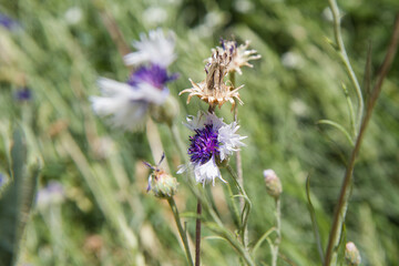 The cornflowers (Centaurea) blooming in a garden
