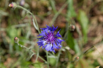 The cornflowers (Centaurea) blooming in a garden © teine