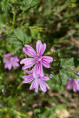 Fototapeta premium The common mallow (Malva sylvestris) blooming plant
