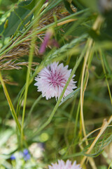 The cornflowers (Centaurea) blooming in a garden