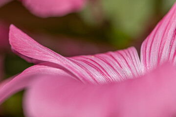 Pink annual mallow (lavatera) flower petals showing detailed texture and veins