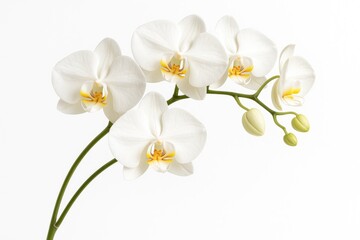 White orchid arrangement from floral branch