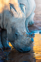A close-up captures a rhino drinking at a waterhole during an African Safari; warm golden-hour light enhances the textured hide and soft ripples, creating a serene yet powerful moment in the wild