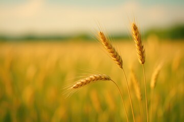 Fototapeta premium Out-of-focus backdrop featuring a rural field with wheat stalks in a summer scenery