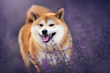 Happy Shiba Inu Dog Portrait in Purple Flower Field