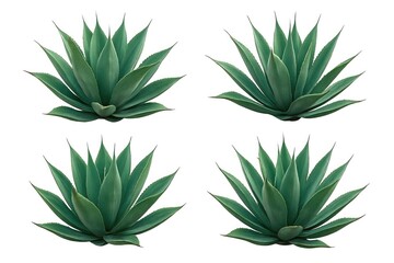 Fototapeta premium Unique agave plant isolated against a white backdrop