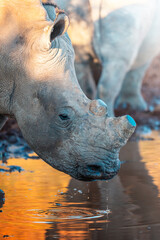 A close-up captures a rhino drinking at a waterhole during an African Safari; warm golden-hour light enhances the textured hide and soft ripples, creating a serene yet powerful moment in the wild
