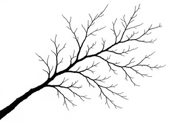 Fototapeta premium Outline of a leafless tree branch against a plain white backdrop