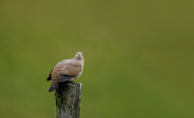 The black-winged ground dove is a species of bird belonging to the family Columbidae.