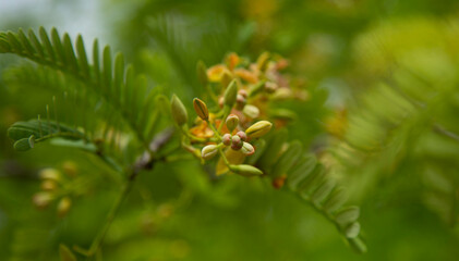 A delicate cluster of small, light yellow and reddish-tinged tamarind flowers blooms amidst soft green, feathery leaves. 