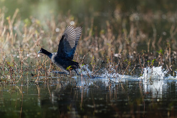 A bird takes off from the water’s surface in a burst of motion, chasing an intruder from its claimed territory; sharp focus captures the splash, wingspan, and intensity of the moment in the wild