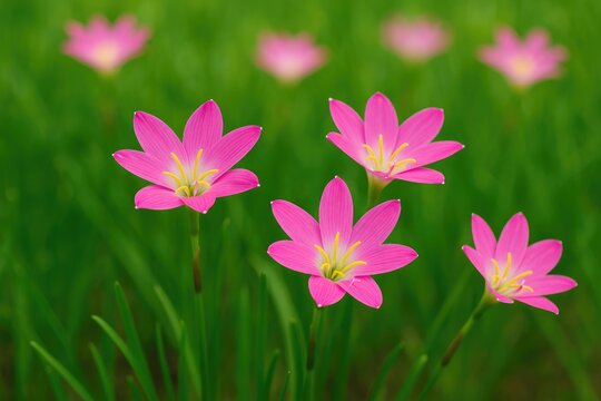 Pink rain lilies (Zephyranthes rosea) are popular ornamental plants that thrive in tropical regions and bloom following heavy rainfall.