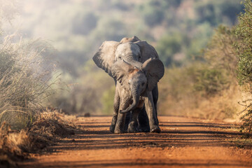 Two young elephants playful push and shove in the golden grass, mock battle brimming with energy and subtle dominance; sharp focus captures every trunk twist and dust swirl during an African Safari
