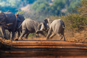 Two young elephants playful push and shove in the golden grass, mock battle brimming with energy and subtle dominance; sharp focus captures every trunk twist and dust swirl during an African Safari