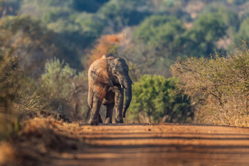 A herd of elephants takes a dust bath in the road, their massive bodies covered in fine dust as they interact playfully; sharp focus captures the dynamic movement and textured skin under warm natural 