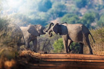 A herd of elephants takes a dust bath in the road, their massive bodies covered in fine dust as they interact playfully; sharp focus captures the dynamic movement and textured skin under warm natural 