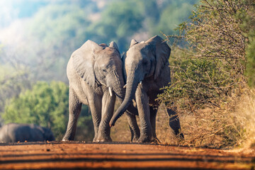 A herd of elephants takes a dust bath in the road, their massive bodies covered in fine dust as they interact playfully; sharp focus captures the dynamic movement and textured skin under warm natural 