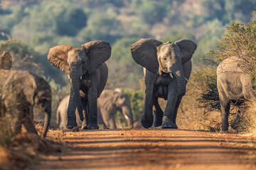 A herd of elephants takes a dust bath in the road, their massive bodies covered in fine dust as they interact playfully; sharp focus captures the dynamic movement and textured skin under warm natural 