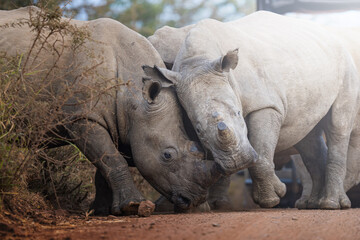 Two rhinos engage in a forceful dominance display, pushing and shoving each other on the open savanna, capturing raw power and territorial behavior during a safari game drive in South Africa.