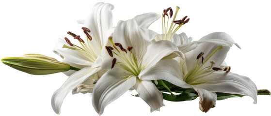 Beautiful white lilies in full bloom.
