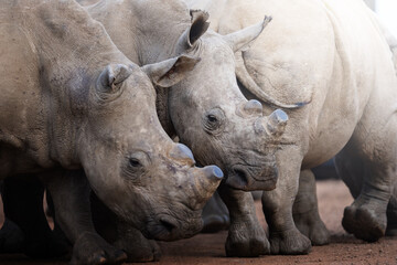 Two rhinos engage in a forceful dominance display, pushing and shoving each other on the open savanna, capturing raw power and territorial behavior during a safari game drive in South Africa.