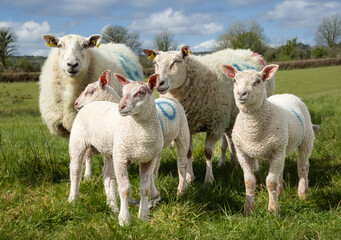 Frühling auf der Weide – Lämmerzeit in Irland