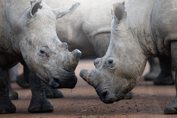Two rhinos engage in a forceful dominance display, pushing and shoving each other on the open savanna, capturing raw power and territorial behavior during a safari game drive in South Africa.