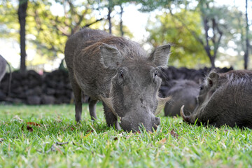 warthog in the grass