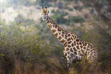 Close-up shot of a giraffe reaching high into a tree to feed, capturing detailed texture in its muzzle and tongue, under golden daylight during a safari game drive in the African bush.