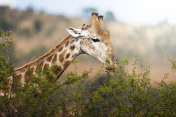 Close-up shot of a giraffe reaching high into a tree to feed, capturing detailed texture in its muzzle and tongue, under golden daylight during a safari game drive in the African bush.