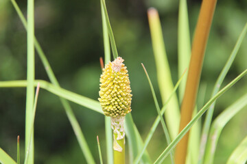 Yellow Flower Bud in Green Grass
