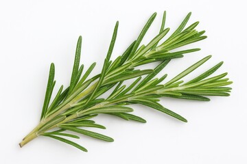 Fototapeta premium Detailed close-up of a single rosemary herb against a white backdrop