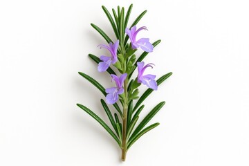 Fototapeta premium White background featuring a blooming rosemary plant