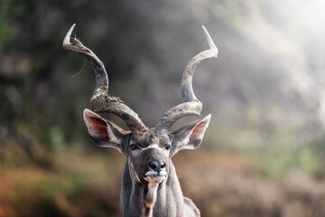 A kudu bull stands motionless in the golden bushveld, locking eyes with the camera in a moment of quiet intensity; sharp focus highlights its majestic horns and textured coat under warm natural light.
