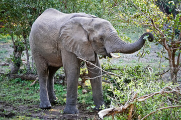 Obraz premium Elephant eating from a green bush