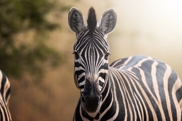 A zebra stands proudly in the golden field, captured in stunning side profile; sharp focus highlights the intricate pattern of stripes and soft bokeh of the grassland during an African Safari.