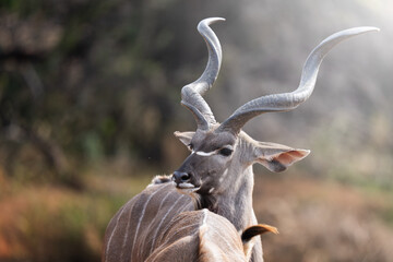 A kudu bull stands motionless in the golden bushveld, locking eyes with the camera in a moment of...