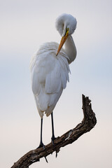A white heron perches on a branch at sunset, gently cleaning its feathers in warm golden light, capturing peaceful wildlife moments in a scenic natural setting during a safari game drive.