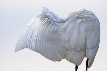 A white heron perches on a branch at sunset, gently cleaning its feathers in warm golden light, capturing peaceful wildlife moments in a scenic natural setting during a safari game drive.
