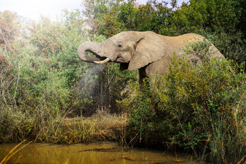 Two large elephants drink at a still waterhole, their massive forms reflected in the calm water amid lush green bush; sharp focus captures the textured hide and serene moment under golden sunset light