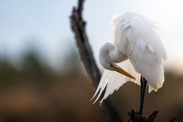 A white heron perches on a branch at sunset, gently cleaning its feathers in warm golden light, capturing peaceful wildlife moments in a scenic natural setting during a safari game drive.