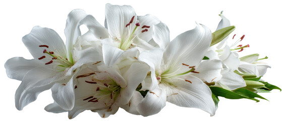 Elegant white lilies in full bloom