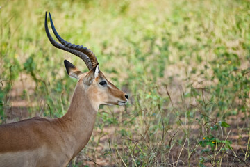 impala in the savannah