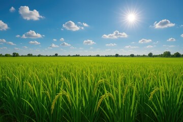 Fototapeta premium Grain cultivation under open skies in a rural landscape