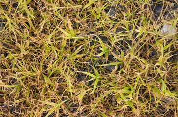 Green Shoots Emerging Through Dry Brown Grass Symbolizing Nature's Resilience and the Cycle of Life...