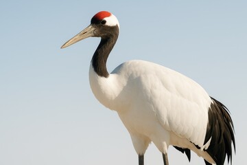 Elegant red-crowned crane in flight