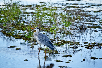 Grey Heron Water