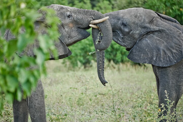 Two elephants play with their trunks